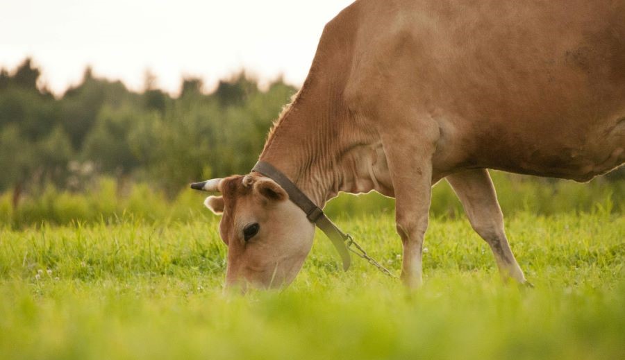 Cele mai importante 5 echipamente pentru o ferma de lactate