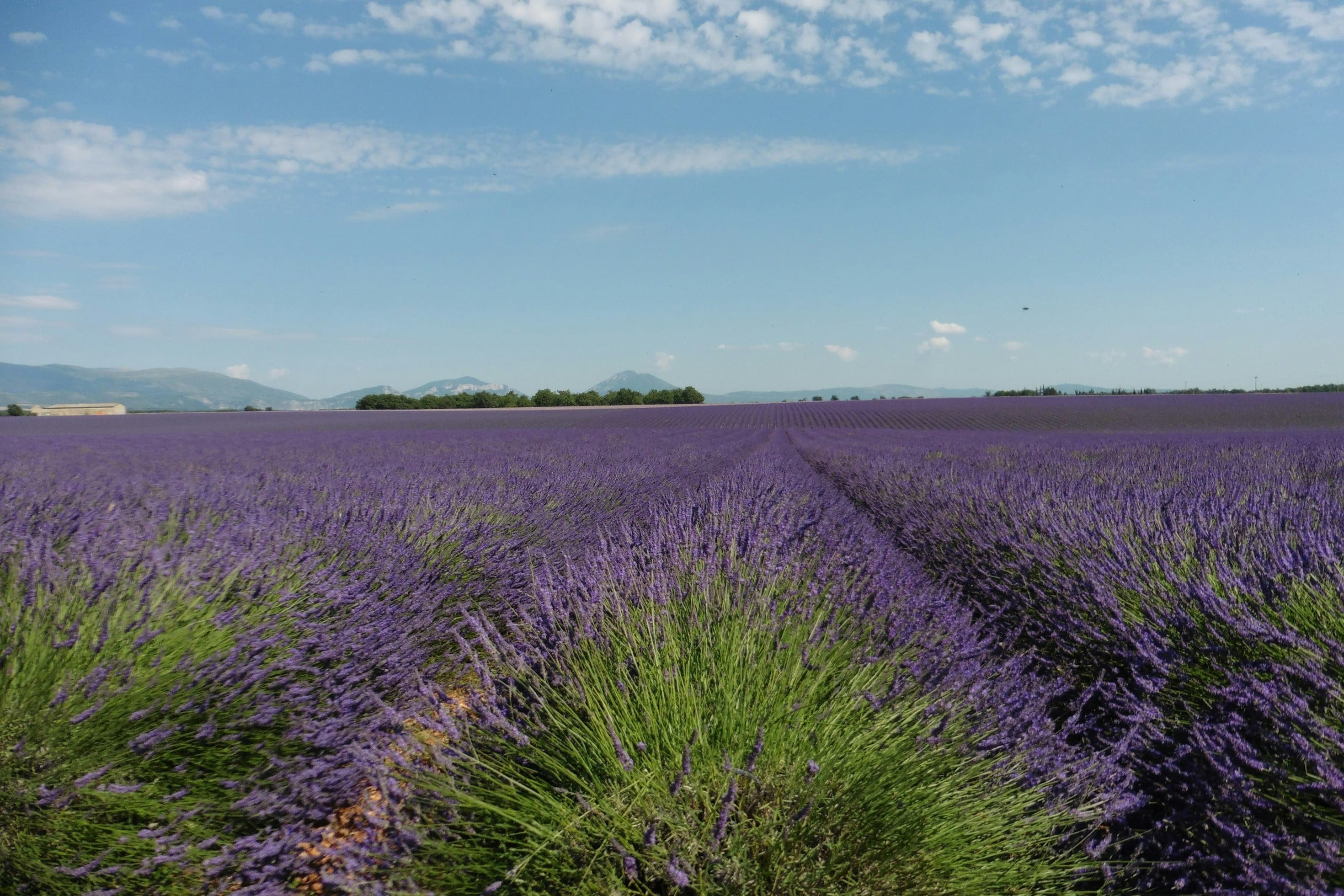 Afaceri banoase in agricultura. Cum se cultiva lavanda si cat de greu e sa faci bani cu ea