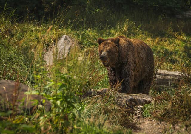 Cum sa supravietuiesti cand te intalnesti cu un urs: nu te intoarce cu spatele la el si creeaza-i iluzia ca esti mai mare