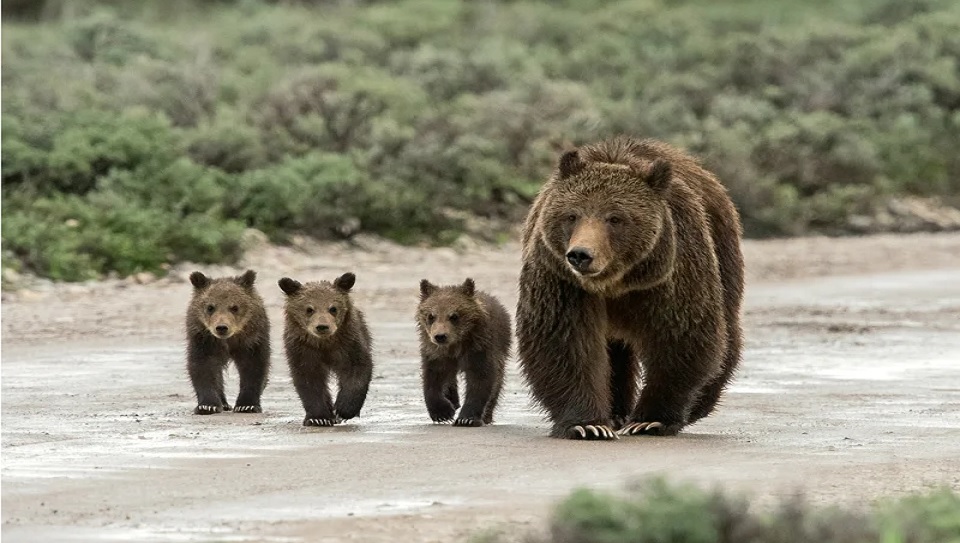 Care sunt cele mai periculoase specii pentru om? Ce specie ucide cei mai multi oameni pe an?