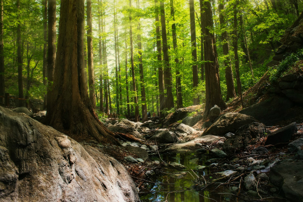 Greenpeace Romania lanseaza Forest Guardians, aplicatia prin care pot fi raportate taierile ilegale de paduri