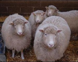 Razboiul Clonelor: PE cere interzicerea produselor de la animale clonate. Consiliul se opune: 