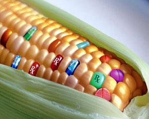 Suprafetele cultivate cu OMG au progresat cu 6%