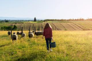 Afaceri agricole de viitor: cum sa deschizi o ferma ecologica in 2025