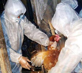 Japonia este in alerta maxima din cauza gripei aviare