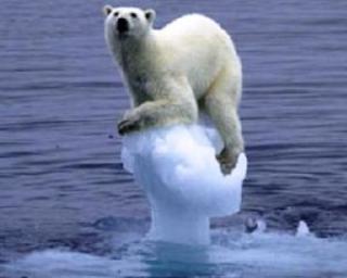 Un urs polar a inotat 9 zile in sir pentru a gasi un petec de gheata