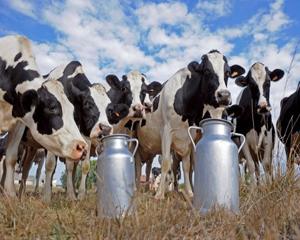 In Uniunea Europeana, productia de lapte nu mai este o afacere