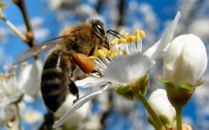 Un gigant retailer vrea sa dezvolte albine robot pentru polenizare