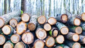 Consiliul Concurentei a amendat trei companii de pe piata lemnului pentru trucarea unei licitatii