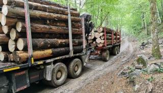 Amenzi de 26,6 milioane de euro aplicate de Consiliul Concurentei unui numar de 31 de companii de pe piata comercializarii lemnului