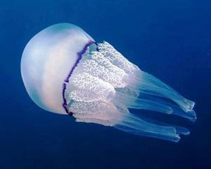 Pentru a salva pestii, mancati meduze