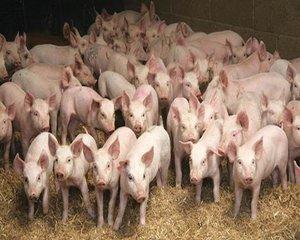 Ministrul Agriculturii: Programul de sprijin pentru carnea de porc va fi implementat 