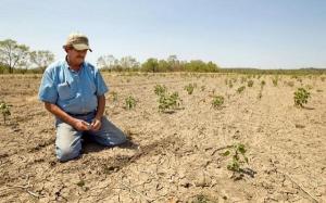 Agricultorii estimeaza pierderi de 50% la culturile de cereale, din cauza secetei. Guvernul promite despagubiri